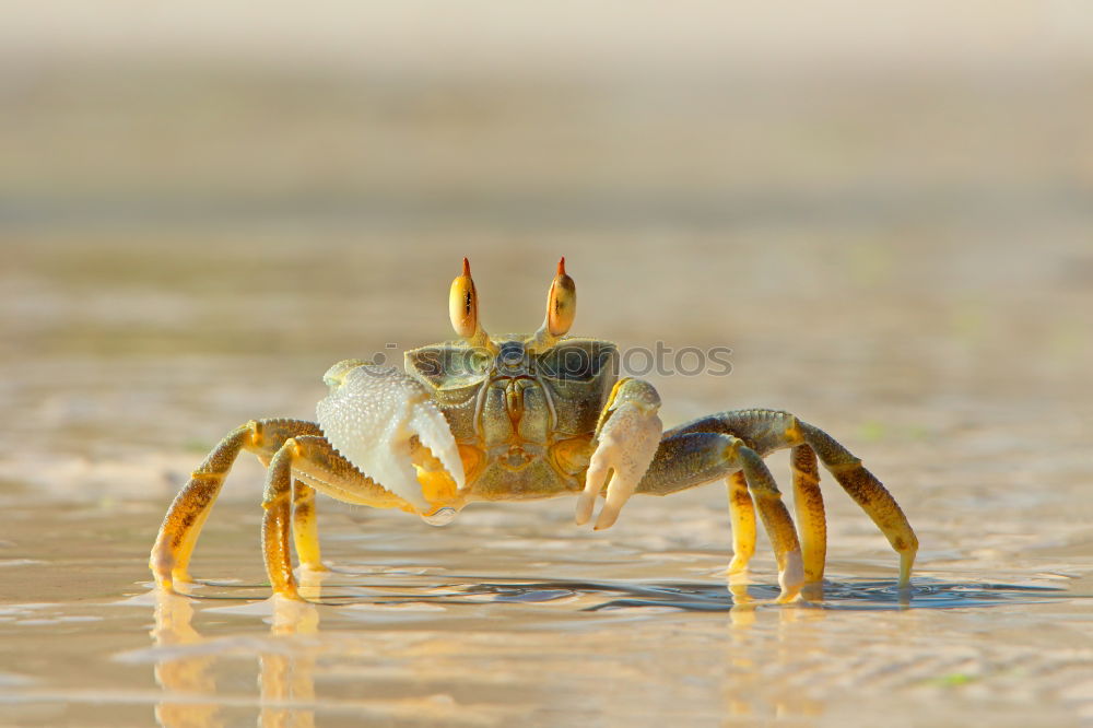 Strandräuber. Natur