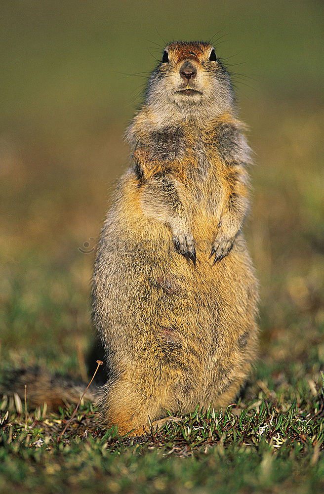 Similar – Lieblingstier: Eichhörnchen! Teil 1