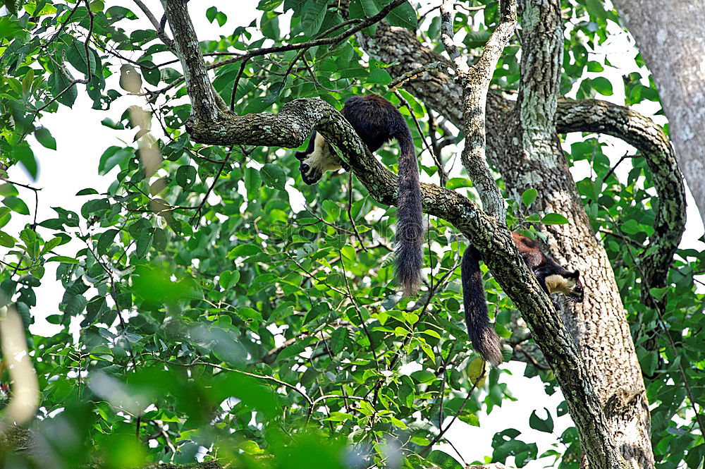 Similar – Blackbird Cock-blackbird-hungry-blackbird-IMG_2096