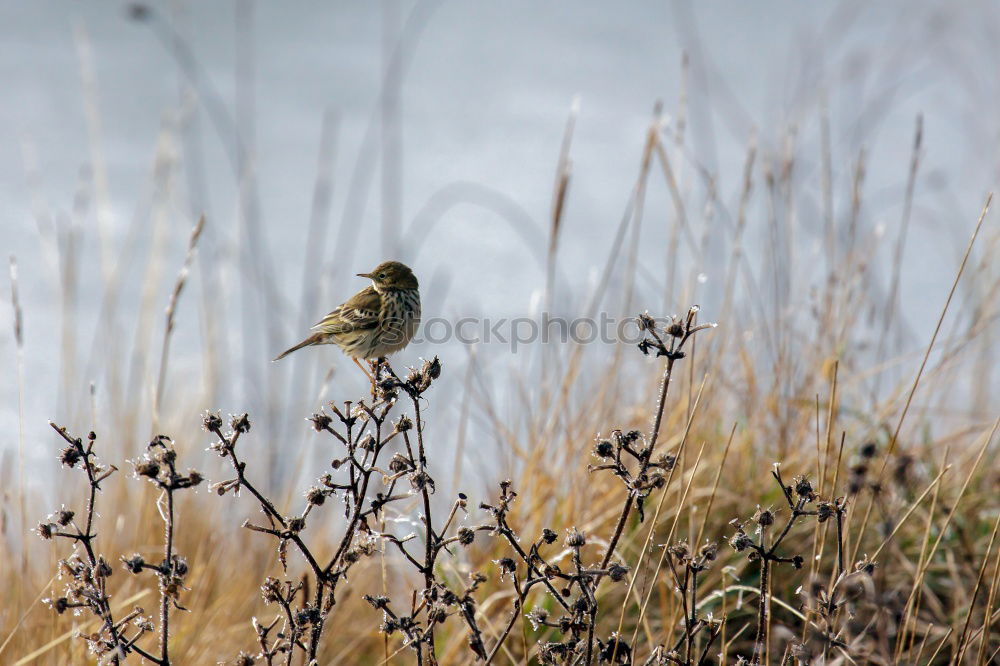 Similar – Image, Stock Photo Tit? Bird Tit mouse Green