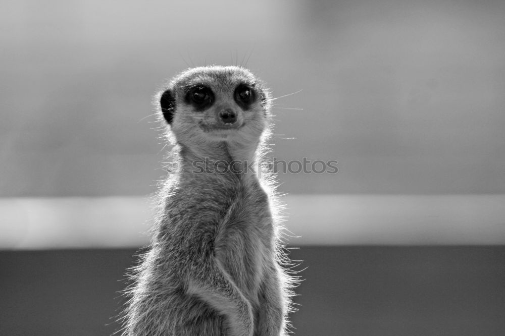 Similar – Meerkat or Suricate (Suricata Suricatta) in Africa