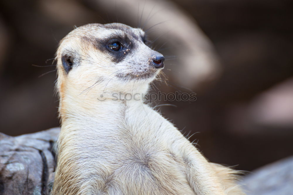 Similar – Meerkat or Suricate (Suricata Suricatta) in Africa