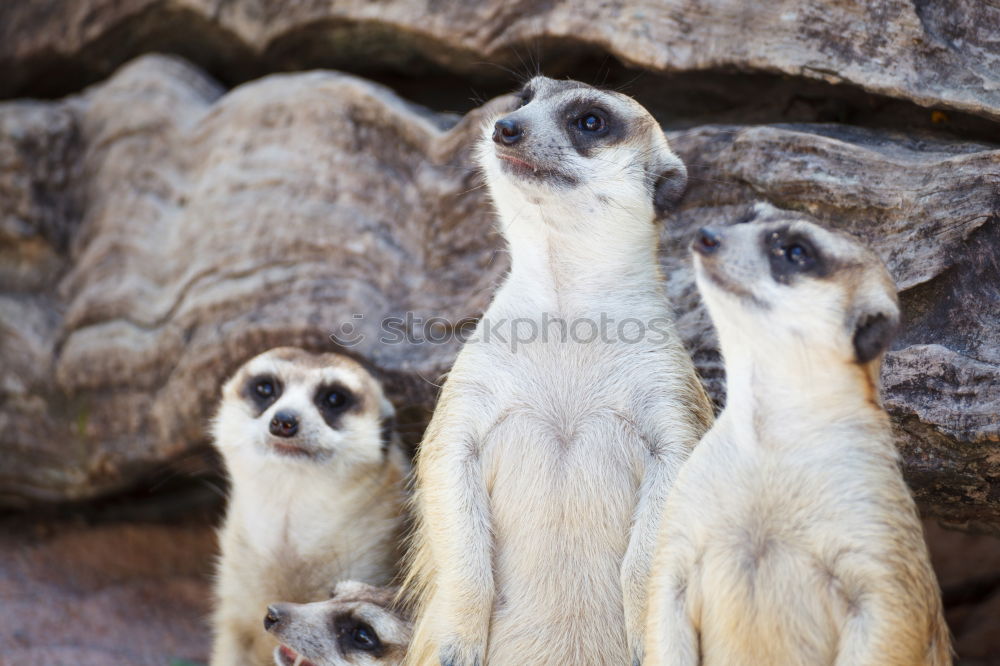 Similar – Image, Stock Photo cute trio Animal Earth Zoo