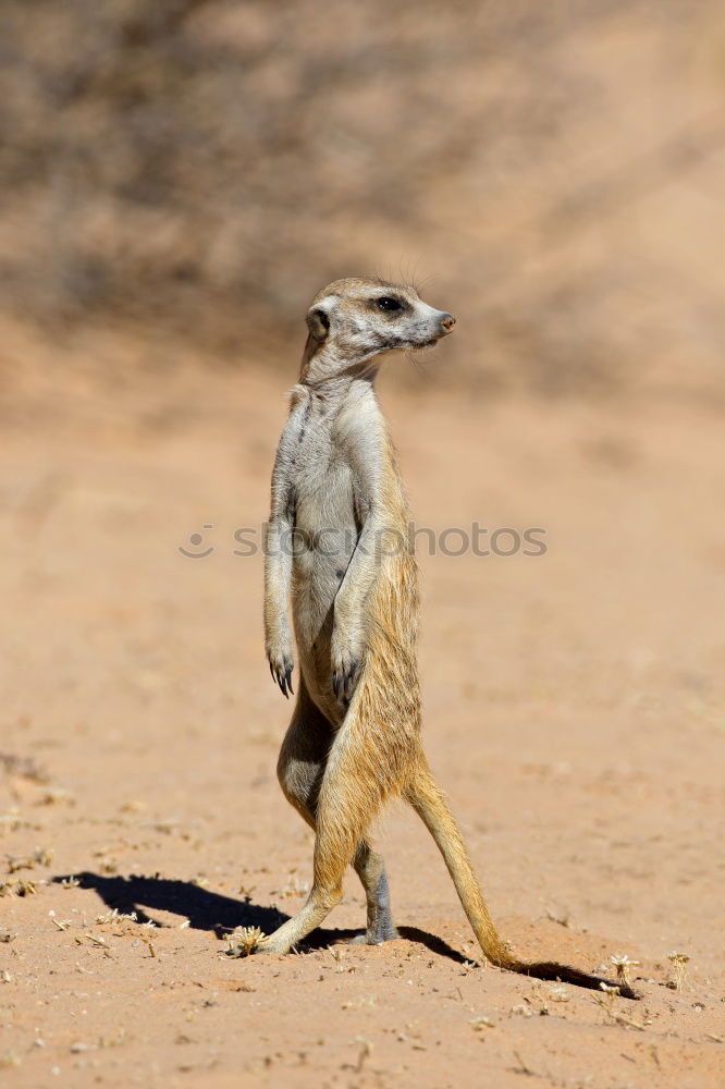 Similar – Image, Stock Photo Settler agame on a rock with head stretched up