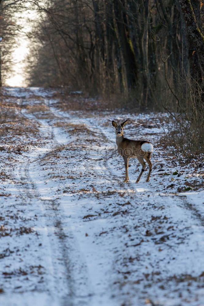 Auf der Hut! Winter Schnee