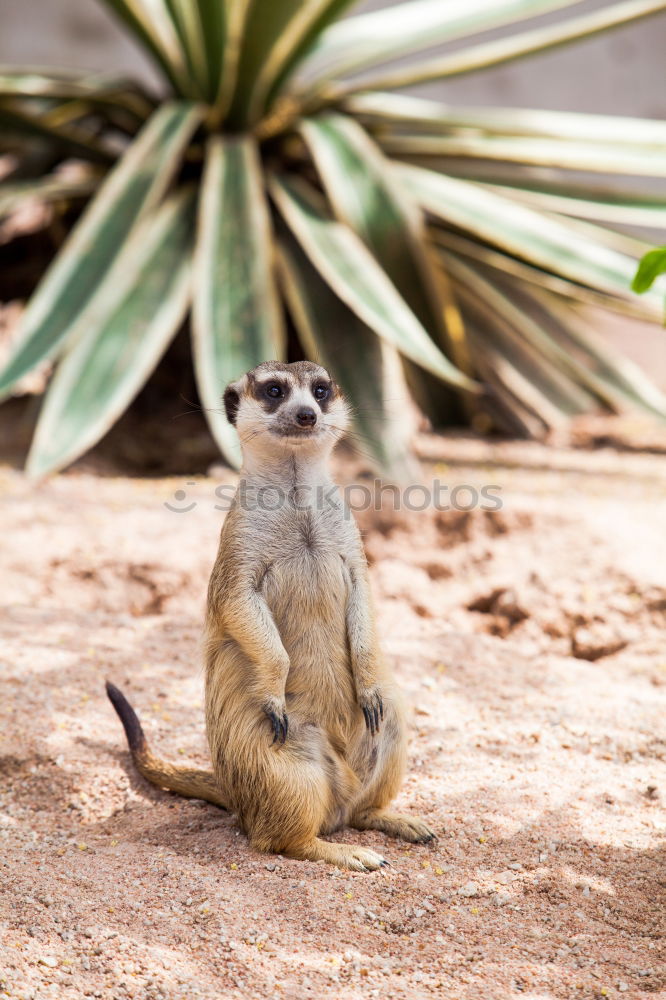 Similar – Image, Stock Photo Everything at a glance