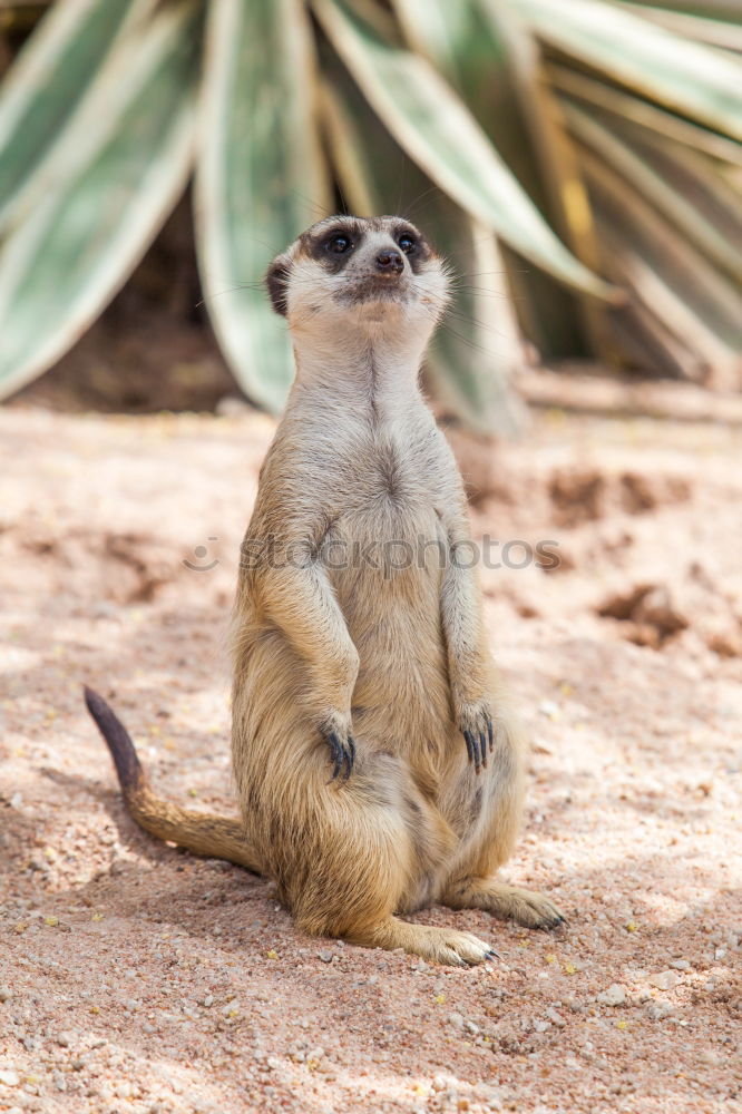 Similar – Meerkat is on the lookout