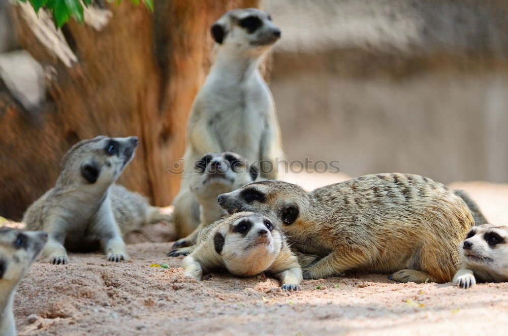 Similar – Image, Stock Photo cute trio Animal Earth Zoo