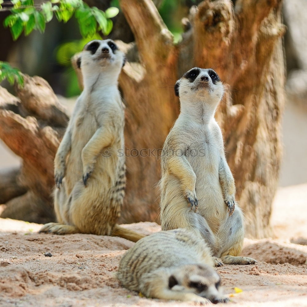 Image, Stock Photo cute trio Animal Earth Zoo