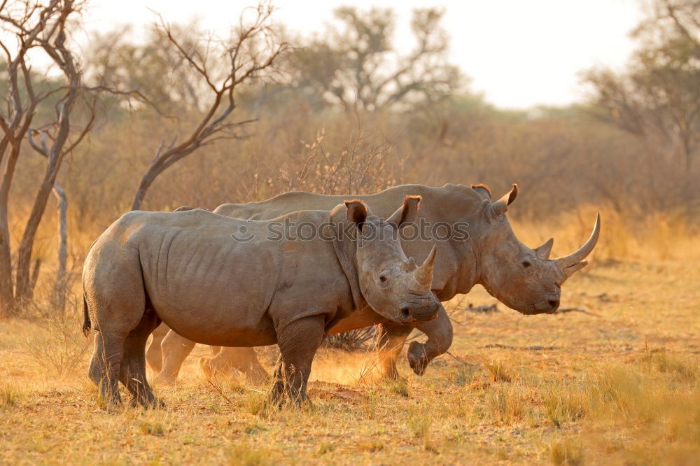 Image, Stock Photo rhinoceros Environment