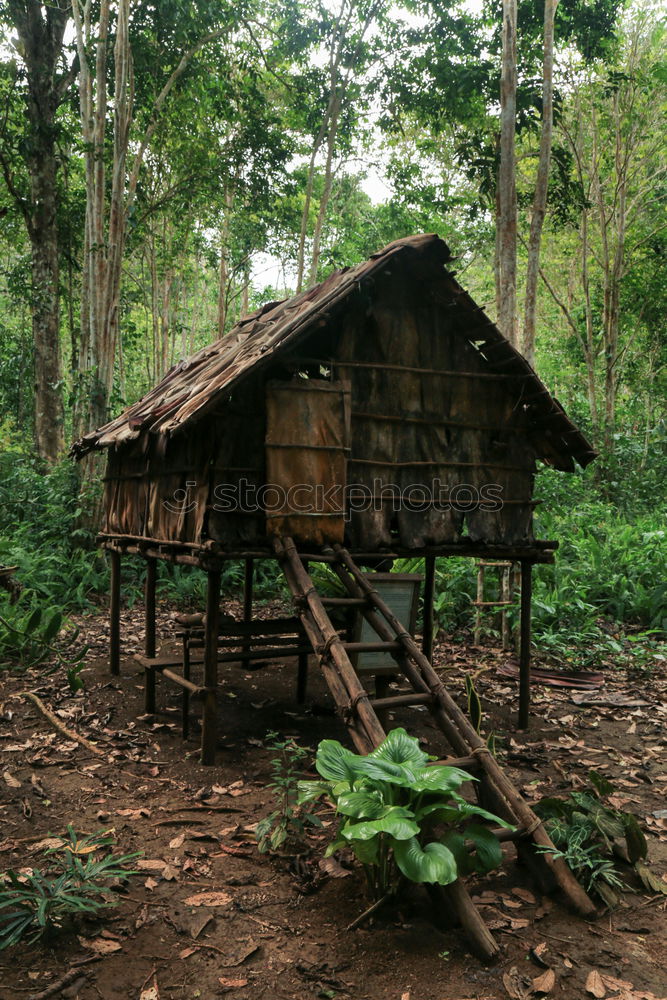 Image, Stock Photo Wooden house in forest