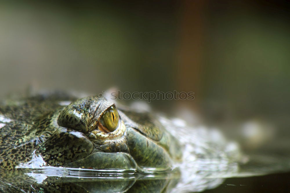 Image, Stock Photo Frog look, portrait