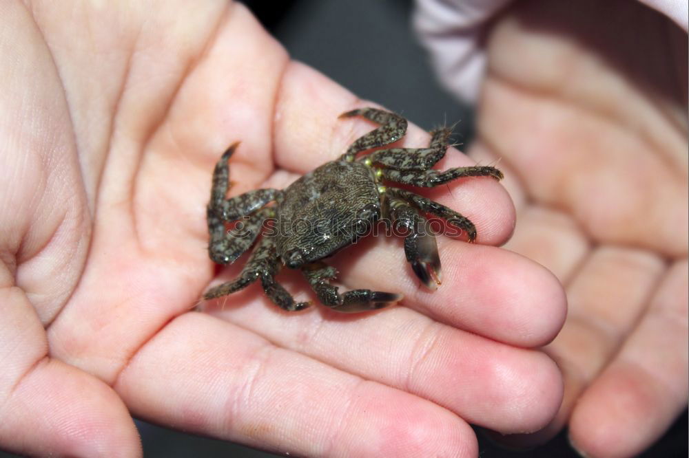 Similar – Frog on foot Human being