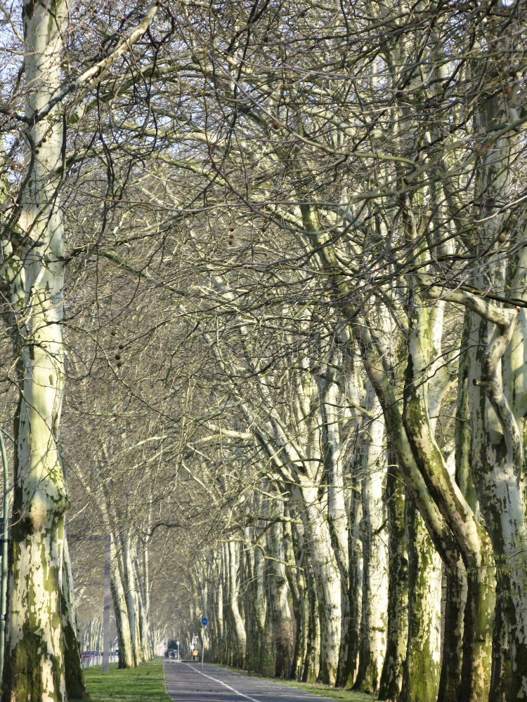 Similar – Image, Stock Photo Trees Avenue Cobblestone Street