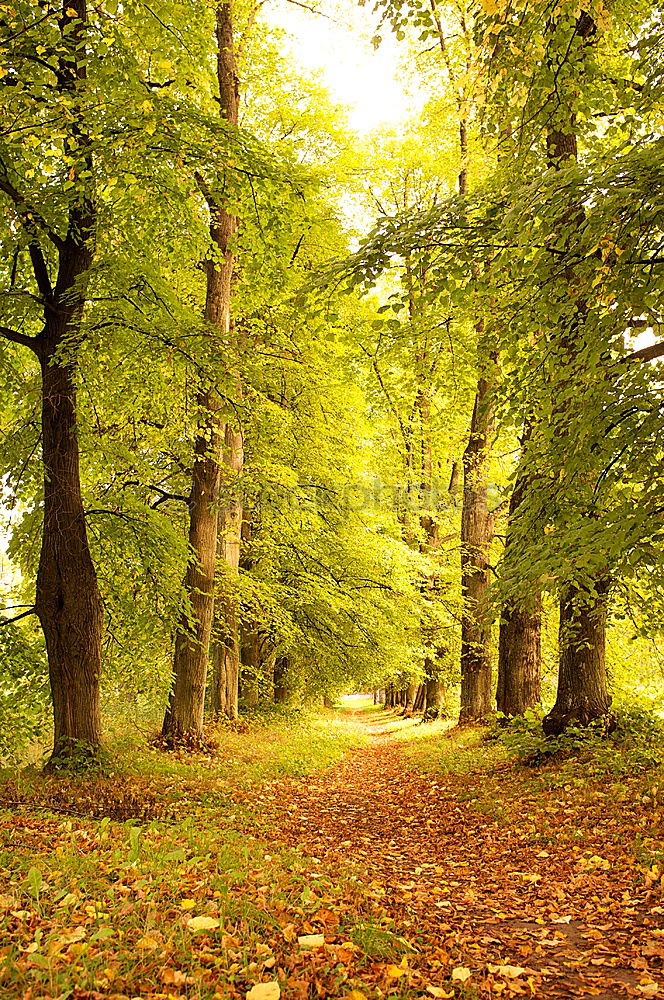 Similar – unter kronen radeln Baum