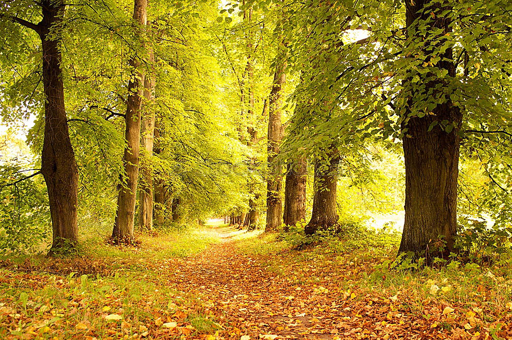 Similar – unter kronen radeln Baum