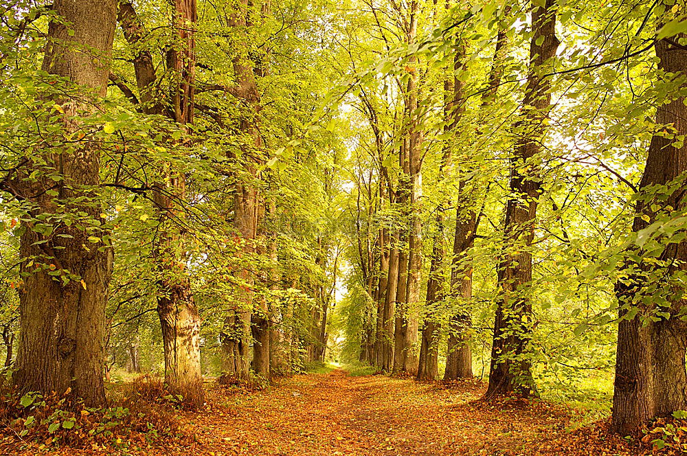 Similar – Image, Stock Photo Avenue in autumn in the Küchwald, Chemnitz