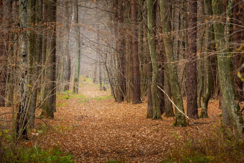 Similar – resting grove Environment