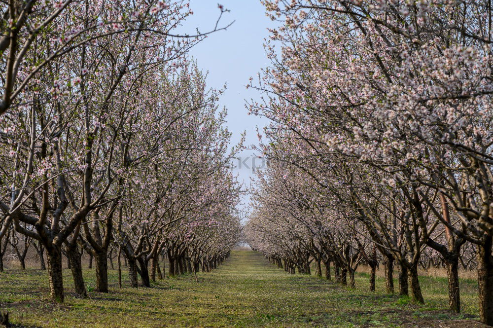 Similar – Image, Stock Photo apple Food Fruit Apple