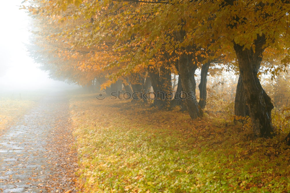 Similar – an autumn gate in the October forest