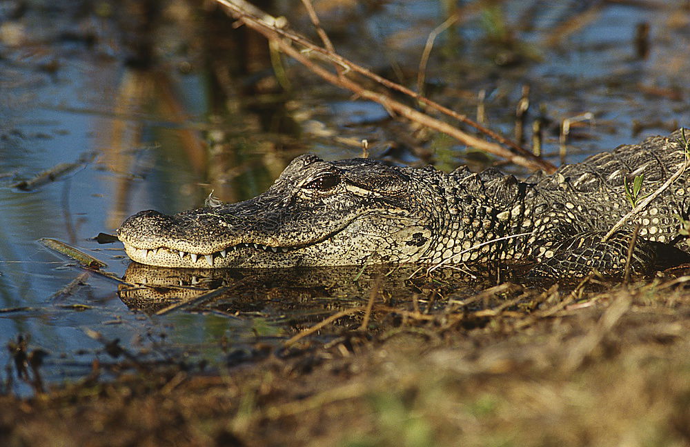 Similar – crocodile salad Crocodile