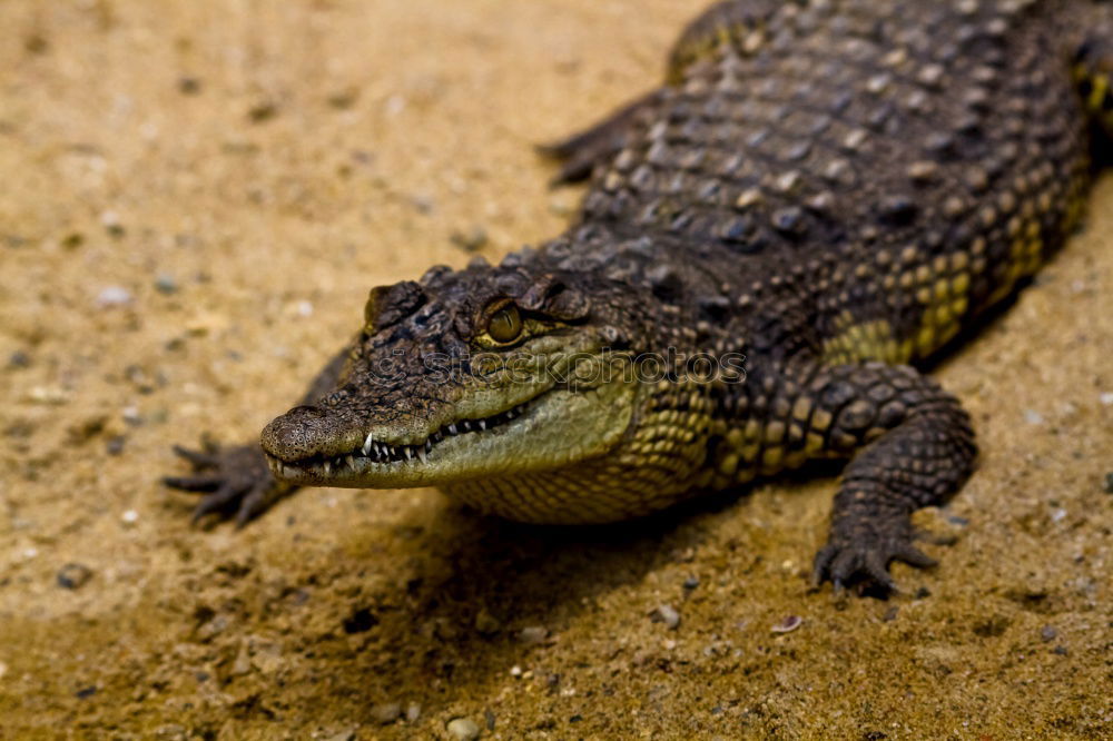 Similar – Image, Stock Photo worm’s-eye view Animal Hop