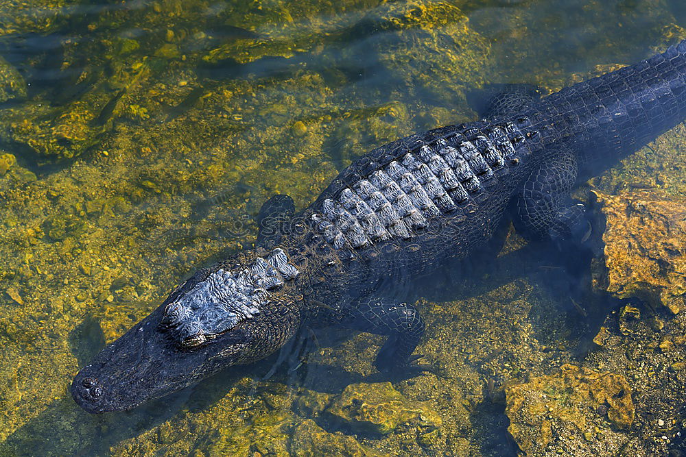 Similar – crocodile dundee Krokodil