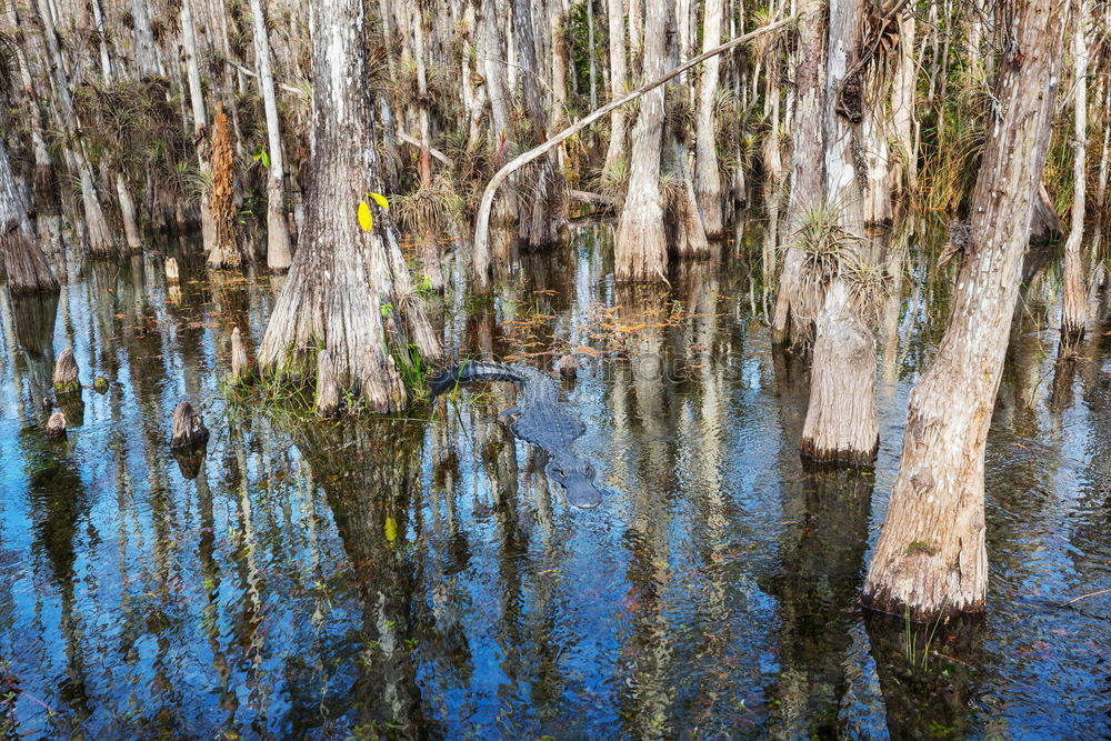 Similar – waterways Nature Landscape