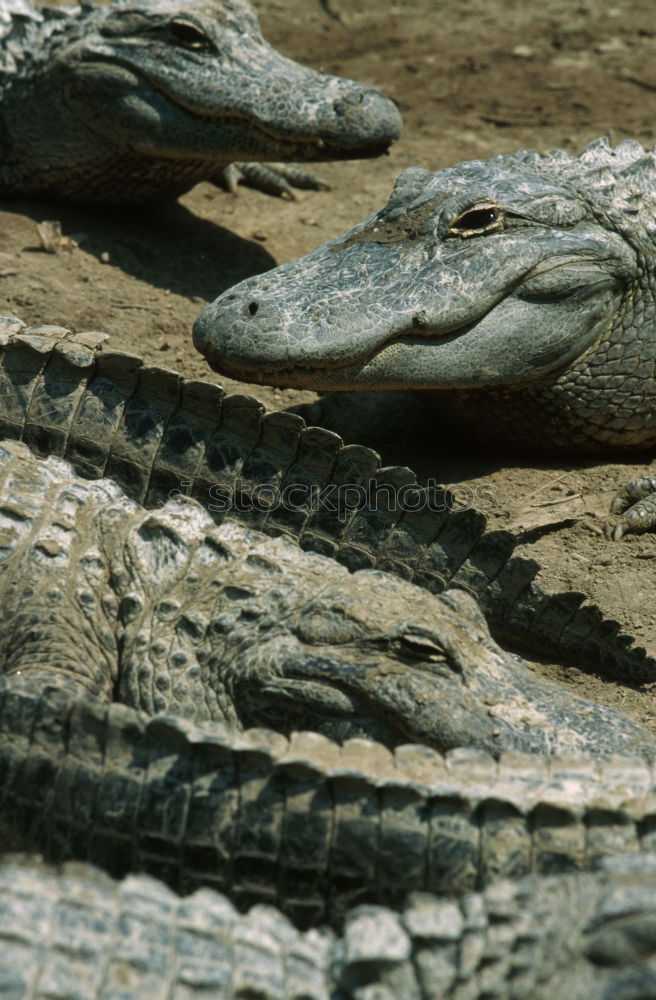 Similar – crocodile salad Crocodile