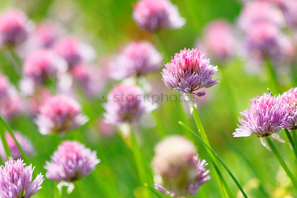 Similar – Image, Stock Photo Chives Vegetable Club moss