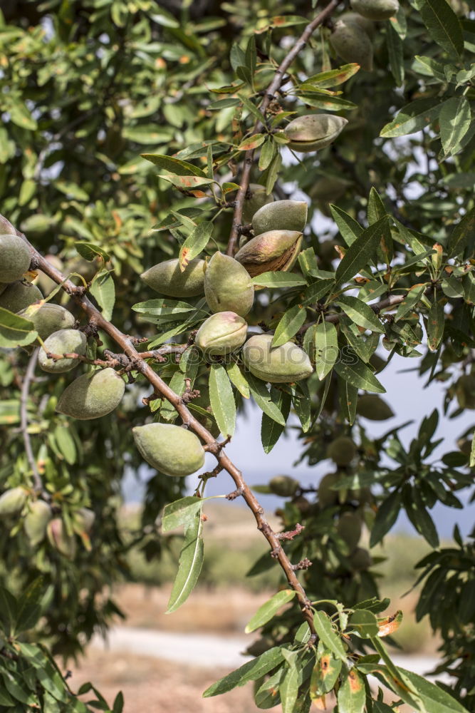 Similar – Persimmon trees. Fruit