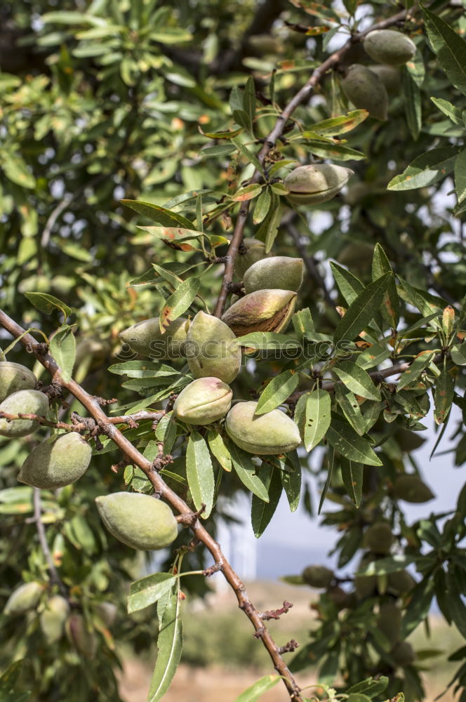 Similar – Persimmon trees. Fruit