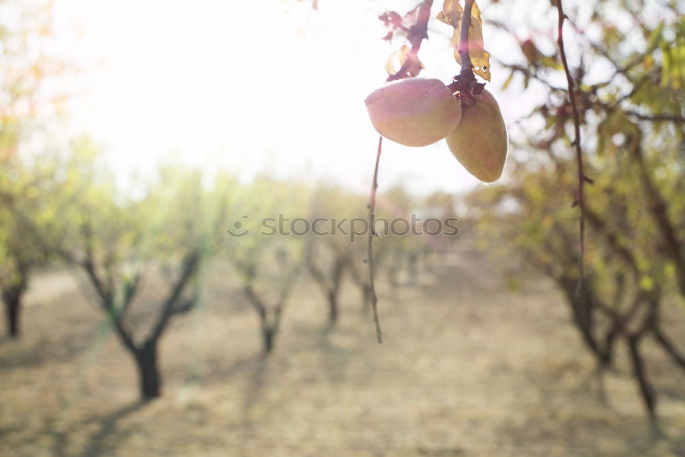 Similar – Image, Stock Photo Young man picking cherry berries from tree