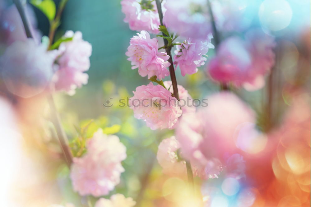 Similar – Image, Stock Photo resistance Spring Blossom