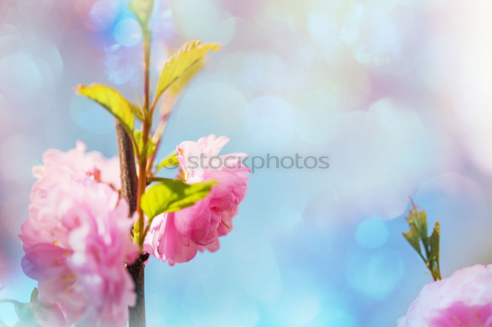 Similar – Image, Stock Photo Small but fine Nature