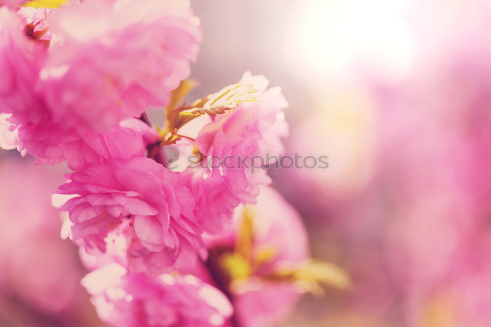 Similar – Image, Stock Photo Branch of beautiful purple lilac flowers