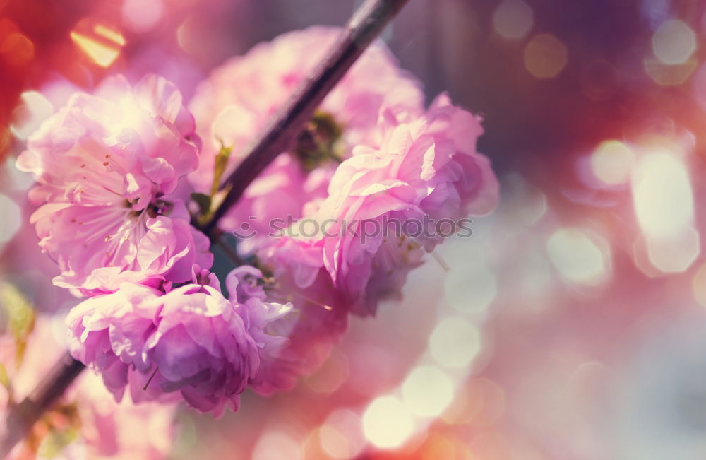 Similar – Image, Stock Photo Tulips white red orange tulips bouquet of flowers double exposure