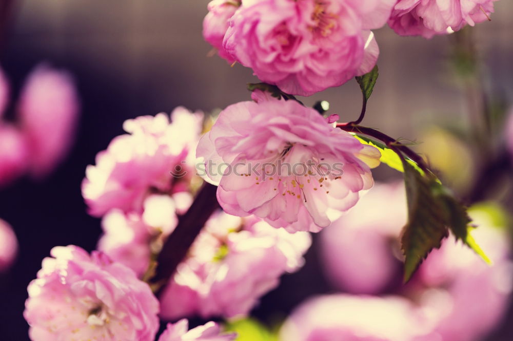 Similar – Image, Stock Photo pivoine Nature Plant