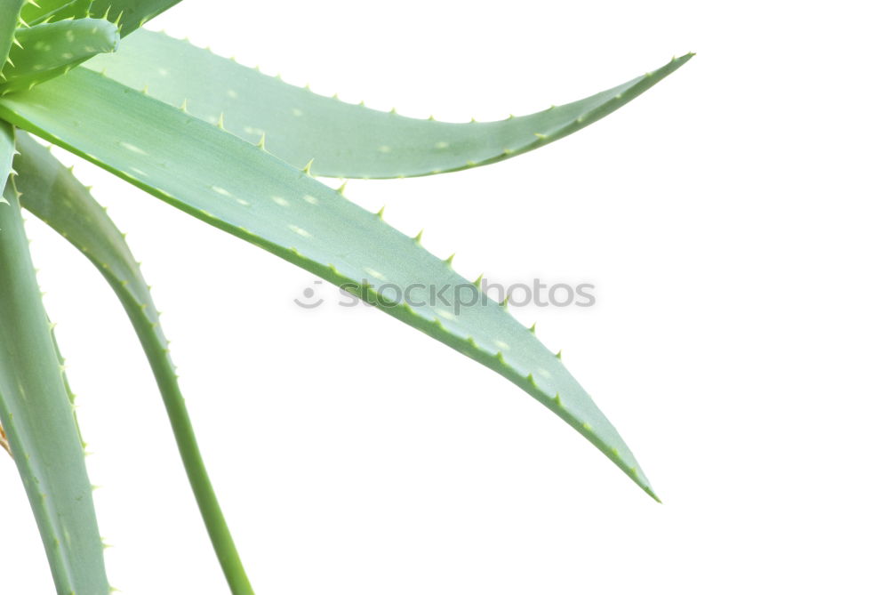 Similar – Image, Stock Photo Urtica Stinging nettle