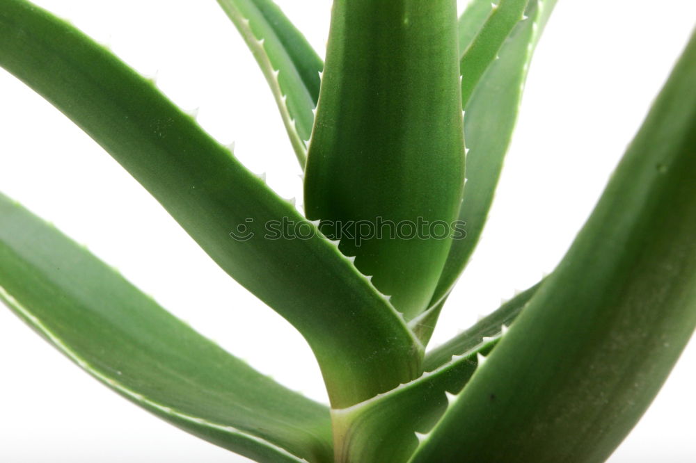 Similar – Image, Stock Photo Gertrude. Plant Esthetic