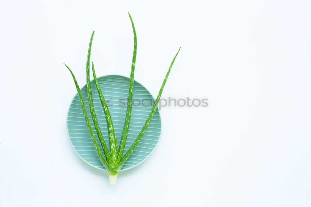 Similar – Image, Stock Photo collection of various conifers and its cones