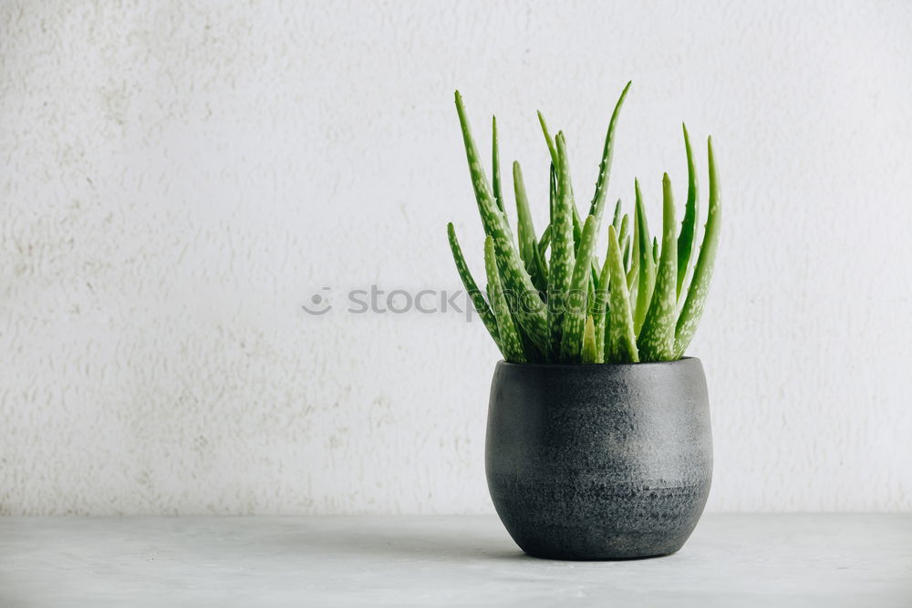 Similar – Aloe Vera plant in flower pot