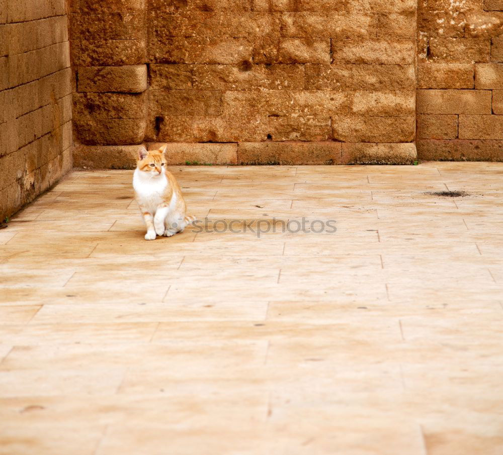 Similar – Image, Stock Photo #A# Donkey rest Small Town