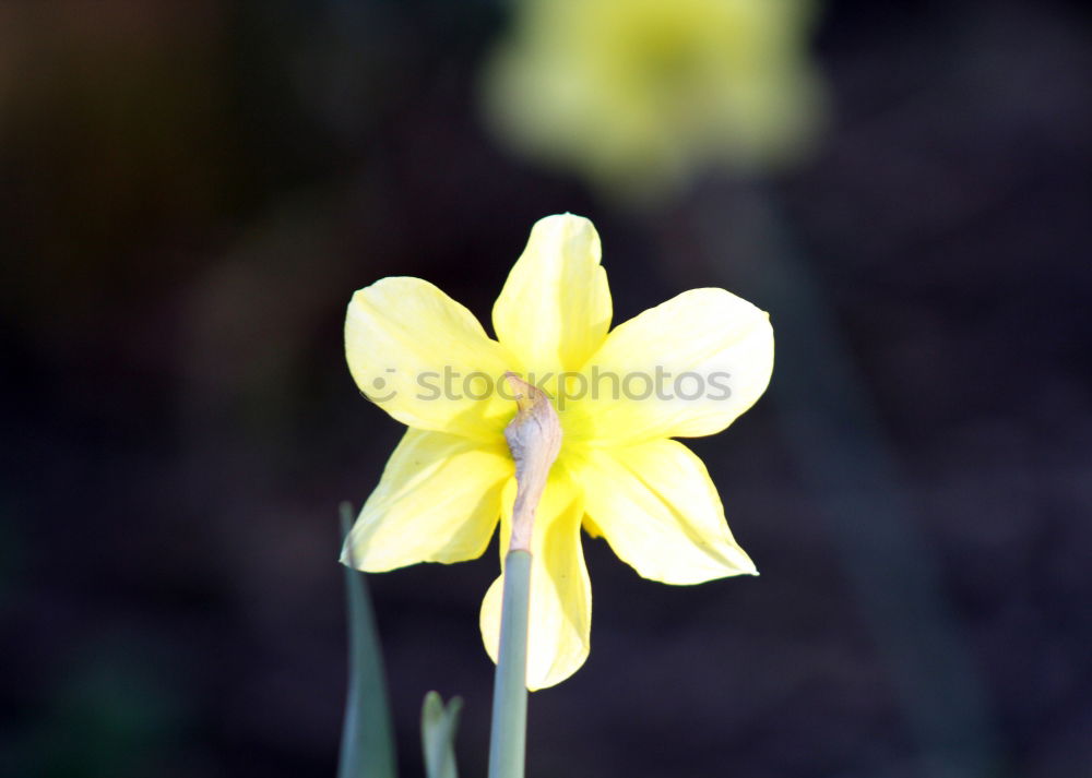 astronomy Wild daffodil