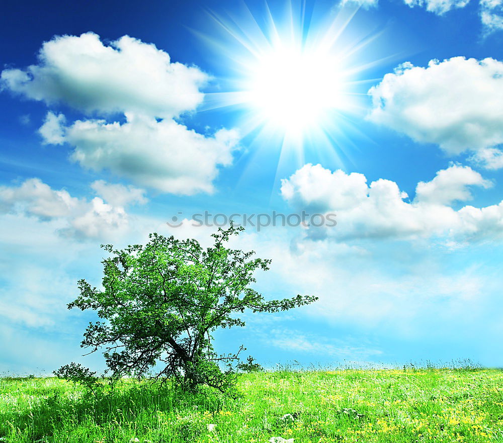 Similar – Baum im Grün Wiese Blume