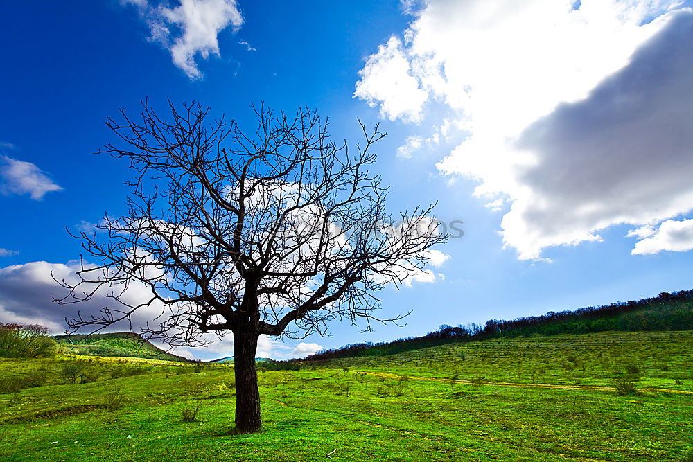 Similar – Image, Stock Photo lonesome beech Nature