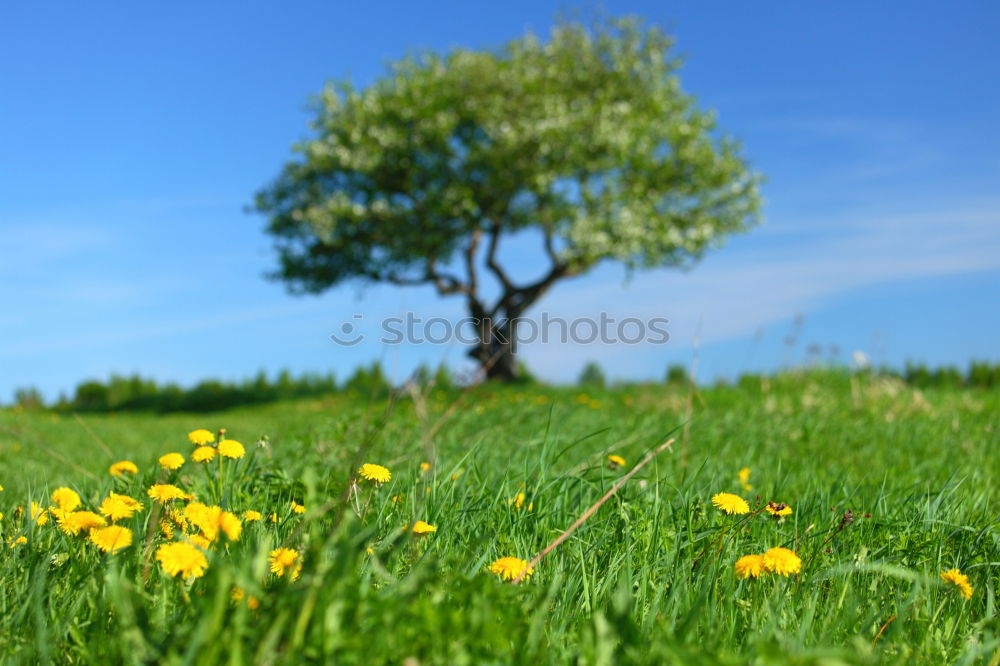 Similar – Image, Stock Photo ladybird perspective