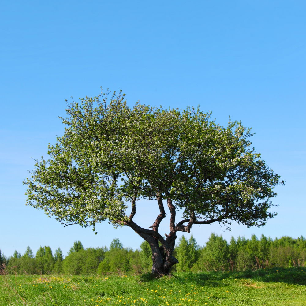 Similar – Foto Bild Ruheplatz Natur Pflanze