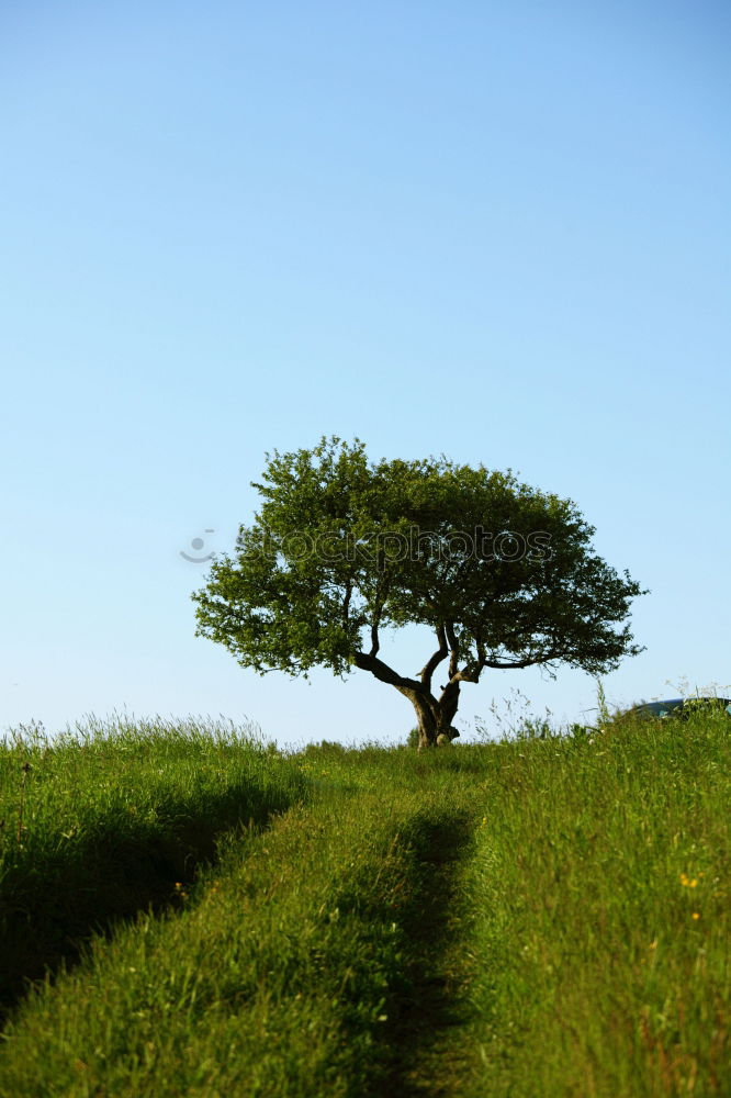 Similar – Lonely Tree II Loneliness