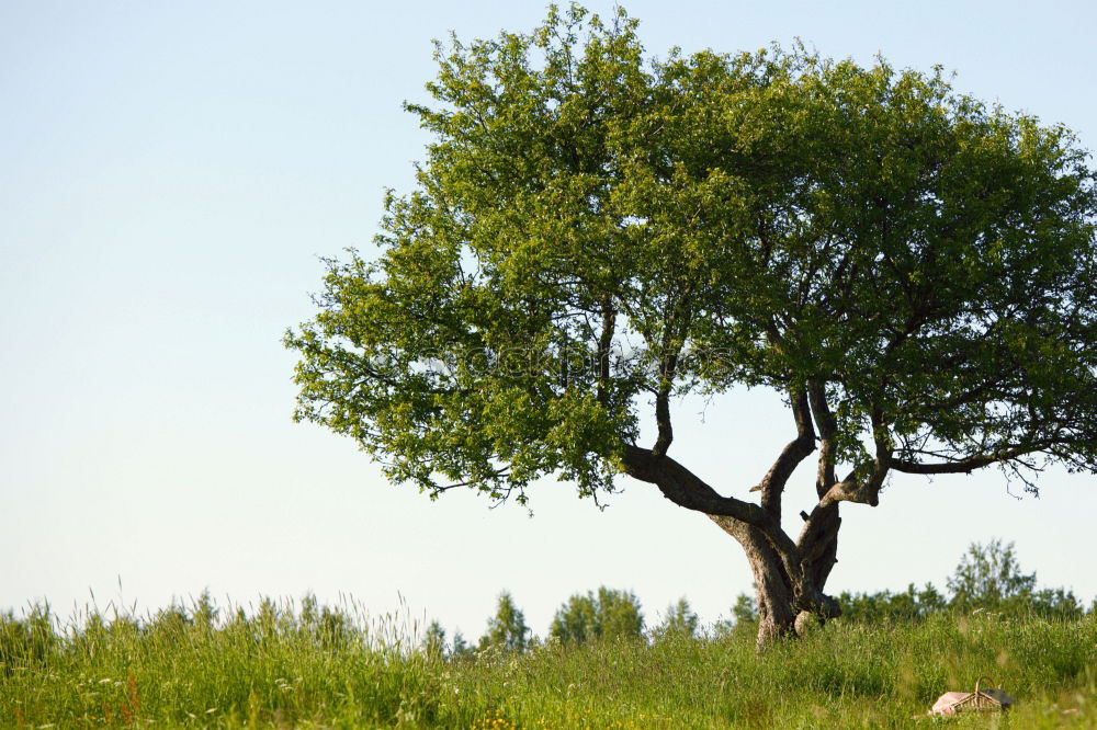 Similar – Apple blossom in Hohenlohe